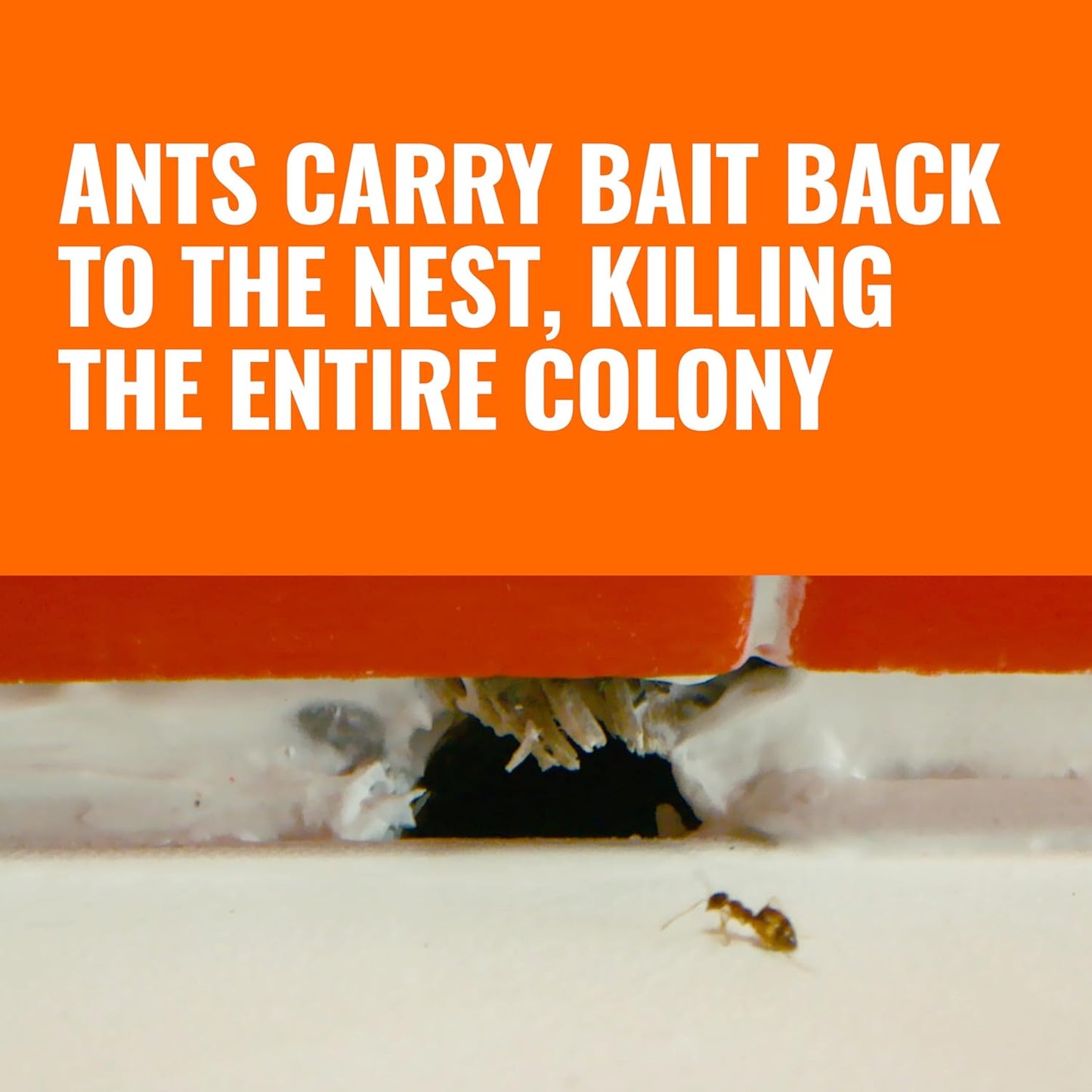 Ant Killer Bait Stations T300B - Liquid Bait to Eliminate Ants - Bait System - 12 Count Stations for Effective Indoor Ant Control